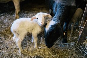 Detaillierte Infos zur Unterkunft Familienbauernhof Göttfriedbauer