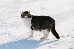 Detaillierte Infos zur Unterkunft Familienbauernhof Göttfriedbauer