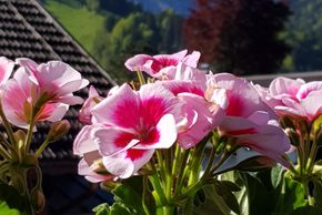 Detaillierte Infos zur Unterkunft Ferienwohnung im Blauen Haus