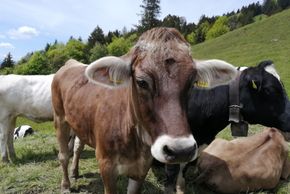 Detaillierte Infos zur Unterkunft Ferienwohnung Löwenzahn