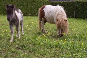 Mini Pony für Kinder