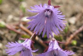 Detaillierte Infos zur Unterkunft Ferienchalet Alpenglöckchen