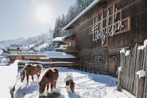 Detaillierte Infos zur Unterkunft Feriendorf Holzleb'n