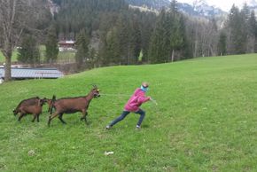 Ziegen kommen auf die Weide
