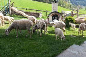 Biologische Rasenmäher :-)