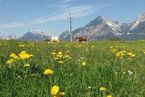 Die eigenen Rinder auf grünen Wiesen