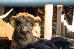 Detaillierte Infos zur Unterkunft Feriengut Unterhochstätt
