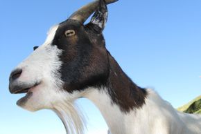 Da gibt's nichts zu meckern!