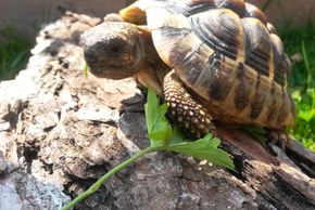 Schildkröte Kassiopeia