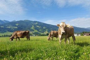 Das saftige grüne Gras schmeckt unseren Milchkühen
