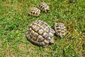 Unsere Schildkröten