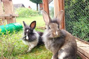 Unsere Hasen freuen sich auf Streicheleinheiten