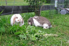 Detaillierte Infos zur Unterkunft Gruppen- und Familienhaus ALTE POST