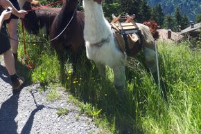 Lamatrekking mit BergePlus Programm