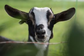 Detaillierte Infos zur Unterkunft Herzoghof