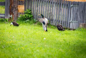 Detaillierte Infos zur Unterkunft Herzoghof