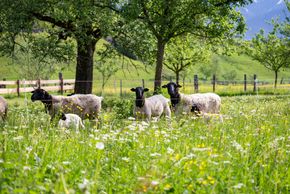 Detaillierte Infos zur Unterkunft Herzoghof
