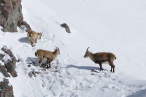 Detaillierte Infos zur Unterkunft Hotel Dischma