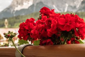 Detaillierte Infos zur Unterkunft Hotel Lohningerhof