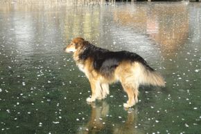 Winterurlaub mit Hund in Kärnten