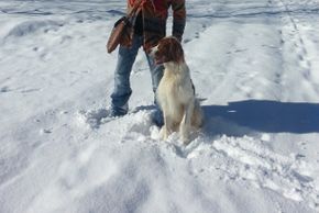 Winterurlaub mit Hund am Weissensee