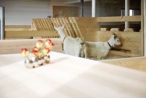 Detaillierte Infos zur Unterkunft Hotel Mohnenfluh****