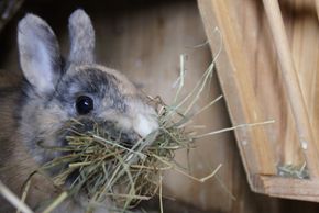 Detaillierte Infos zur Unterkunft Hotel Mohnenfluh****