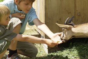 Detaillierte Infos zur Unterkunft Hotel Mohnenfluh****