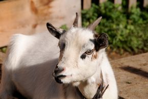 Detaillierte Infos zur Unterkunft Landhaus Lexner