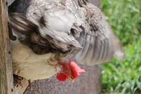 Detaillierte Infos zur Unterkunft Lettengut