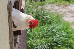 Detaillierte Infos zur Unterkunft Lettengut