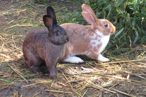 Detaillierte Infos zur Unterkunft Mussbachhof