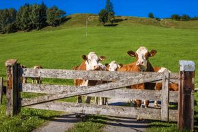 Detaillierte Infos zur Unterkunft Obergrundhof Biobauernhof