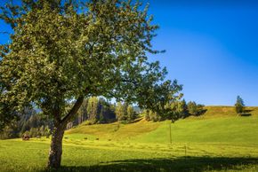 Detaillierte Infos zur Unterkunft Obergrundhof Biobauernhof