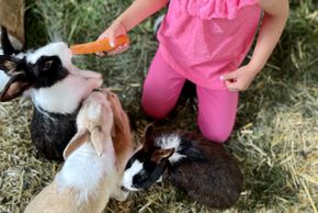 Detaillierte Infos zur Unterkunft Abelhof Appartements an der Skipiste in Rohrmoos