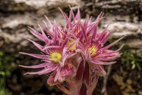 Detaillierte Infos zur Unterkunft Apartement-Hotel Dachsteinperle