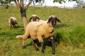Detaillierte Infos zur Unterkunft Pension Jagdhof