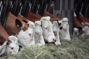 Detaillierte Infos zur Unterkunft Biobauernhof Poidlbauer