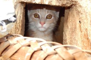 Detaillierte Infos zur Unterkunft Biobauernhof Poidlbauer