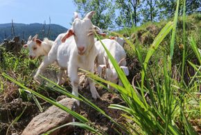 Detaillierte Infos zur Unterkunft Riederhäusl