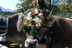 Viehscheid in Oberstdorf