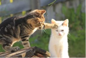 Detaillierte Infos zur Unterkunft Rücklhof