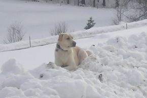 Trixie im Glück-endlich Schnee!