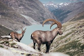 Detaillierte Infos zur Unterkunft Schweizerhof Gourmet und SPA