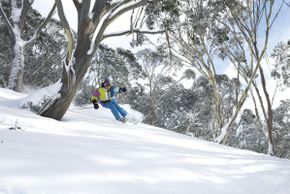 Mt Hotham offers great backcountry skiing and boarding with many of the trails being tree lined.
