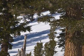 Mt Rose boasts excellent powder conditions.