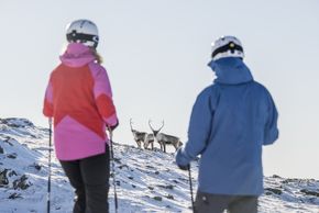 You might even come across some elks while you're skiing.