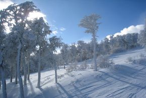 Chapelco sits below the tree line within an old forest that offers mellow tree skiing, which is great fun with the right snow conditions!