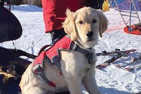 Kibbie the Avalanche Dog