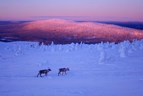 Berühmt ist Levi für die Rentiere.